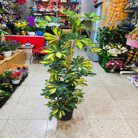 Saksı Çiçeği Şefrale Büyük Boy